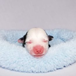 American Corgi and Pembroke Welsh Corgi Puppies from Whimsical Treasure Corgis