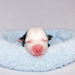 American Corgi and Pembroke Welsh Corgi Puppies from Whimsical Treasure Corgis