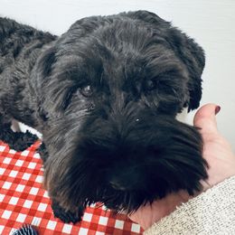 Sylvie - Miniature Schnauzer