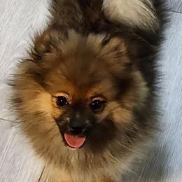 Girl 1 - Orange sable female Pomeranian puppy in Turnersville, New Jersey from MK Exquisite Poms