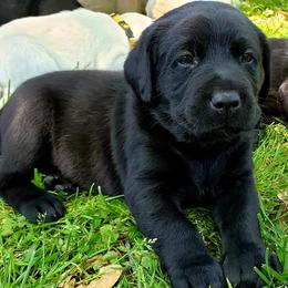 Labrador Retrievers from Royal Ridge Labs