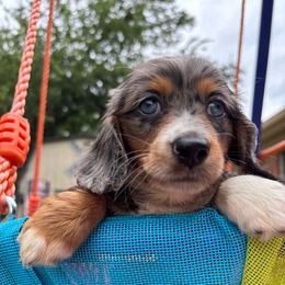 Roper  unique colors BLUE eyed Dappl - Dapple male Dachshund puppy in Tarrant County, Texas from Louis' Litters