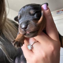 Beef - Black and rust male Rottweiler puppy in Eagle Mountain, Utah from Woolley Darlings