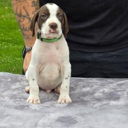 Green collar boy - White and liver male German Shorthaired Pointer puppy in New York from Bishop Kennels