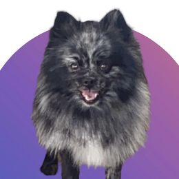 Mazie  - Pomeranian