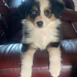 Toy Australian Shepherd Puppies from B&B Toy Aussies