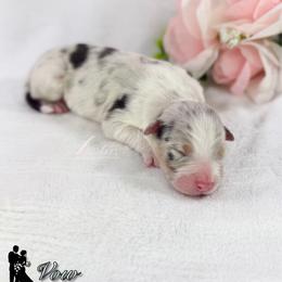 Vow - Blue merle male Australian Shepherd puppy in Jonesborough, Tennessee from Lotus Australian Shepherds