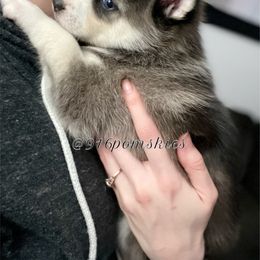 Pomsky Puppies from 916 Pomskies