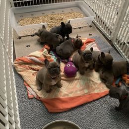 French Bulldog Puppies from Flat Face French Bulldogs
