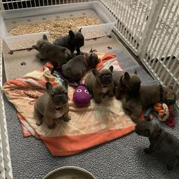 French Bulldog Puppies from Flat Face French Bulldogs