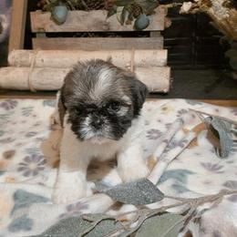 Plum - Brindle and white female Shih Tzu puppy in North Carolina from WillowCreek Mountain View Shih Tzu