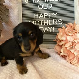 Dachshunds from Lively Dachshunds