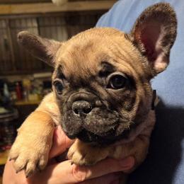 Mistletoe Akc - Fawn female French Bulldog puppy in Solway, Minnesota from PcFrenchies