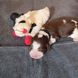 Mr. Juniper - Liver white and roan male English Springer Spaniel puppy in Kingsport, Tennessee from Leandra's English Springer Spaniels