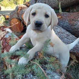 Labrador Retriever Puppies from Taylor Maid Labradors
