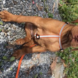 Vizsla Puppies from Mill Pond Farm Vizslas