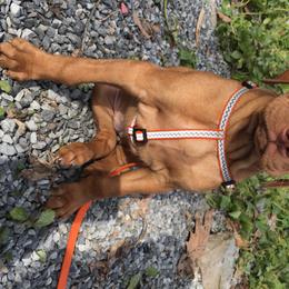 Vizsla Puppies from Mill Pond Farm Vizslas