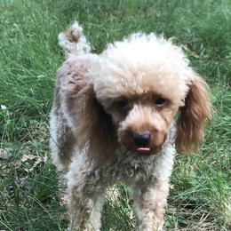 Punk - Poodle