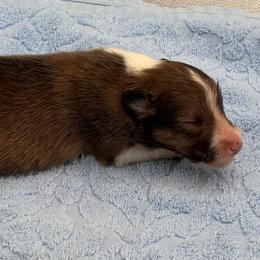 Boy 1 - Sable and white male Shetland Sheepdog puppy in Pensacola, Florida from Nancy Barger's Siberian Huskies