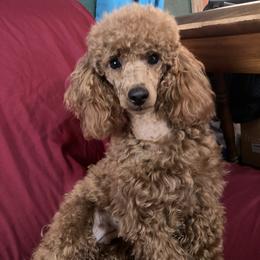 Dixie - Poodle