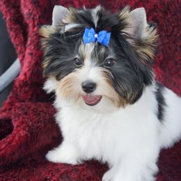 Biewer Terrier Puppies from Butterfly Biewers