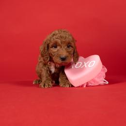 Kelly - Red  female Goldendoodle puppy in Payson, Utah from Country Sky Doodles