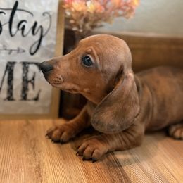 Rudy - Brindle male Dachshund puppy in Tribbey, Oklahoma from Skyview Doxie Ranch