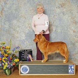 Tigger - Nova Scotia Duck Tolling Retriever