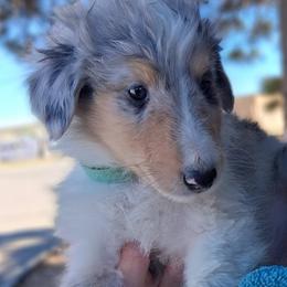 Bailey - Blue merle and white male Collie puppy in New Mexico from Red Canyon