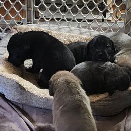 Girl 4 - Gray and fawn female Cane Corso puppy in Thaxton, Virginia from Fortune Star Ultimate K9s