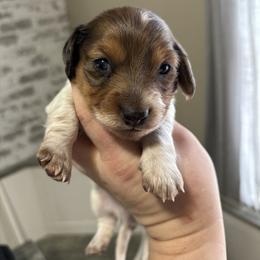 Shaded red dapple piebald - Piebald female Dachshund puppy in Coeburn, Virginia from Southern Sweetheart Kennels