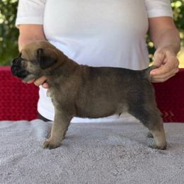 Tan Collar N - Black brindle male Cane Corso puppy in Paris, Texas from Knucklehead Cane Corso