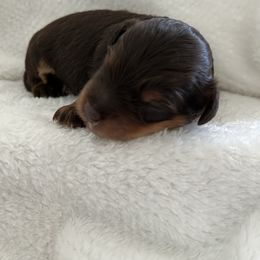 Boy 1 - Chocolate male Goldendoodle puppy in Nashville, Tennessee from Tumbling Creek GoldenDoodles