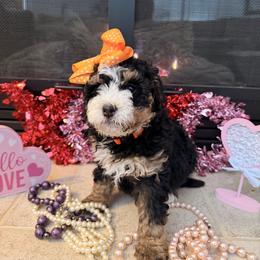 Bernedoodle and Labradoodle Puppies from Pine Brook Pups