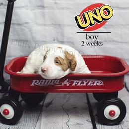 Uno (boy) (( GUARDIAN HOME OPPORTINITY ONLY )) - Parti male Goldendoodle puppy in Corona, California from Fluffy Puppy Mini Doodles LLC