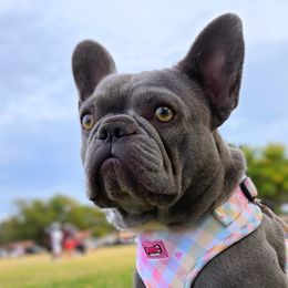 Dachshunds and French Bulldogs from West Texas Dachshunds LLC