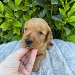 Green Boy - Dark golden male Golden Retriever puppy in Salt Lake City, Utah from Deseret Peak Goldens