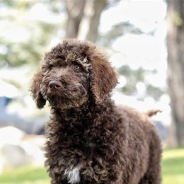 Bernedoodles and Poodles from Doodles-by-Delilah