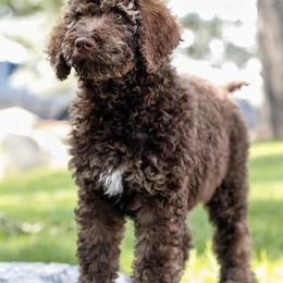 Bernedoodles and Poodles from Doodles-by-Delilah