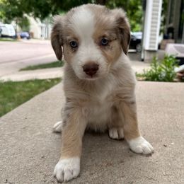 Buttercup - Red merle female Australian Shepherd puppy in Morrison, Colorado from Friendly Hills Aussies