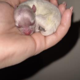 White female - White female Pomeranian puppy in Eagle Pass, Texas from Texas Tumbleweed Poms