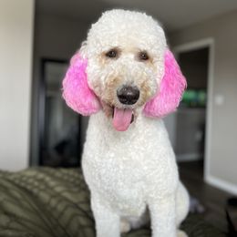 Hendrixx - Labradoodle