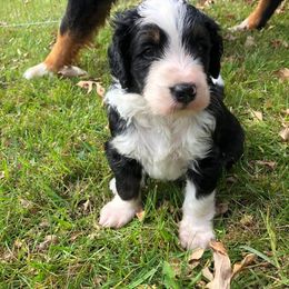 Bernedoodle Puppies from Lake Poygan Bernedoodles