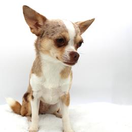 Chihuahua puppies from Brooks Grove Canines LLC