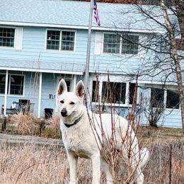 Abigail - German Shepherd