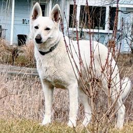 Abigail - German Shepherd