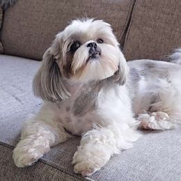 Possum - Shih Tzu