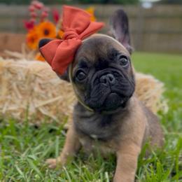 Girl 3 - Fawn female French Bulldog puppy in Miami, Florida from Oceanside French Bulldogs