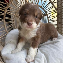 Zorro - Red tri-color male Australian Shepherd puppy in Grants Pass, Oregon from Carmel Mountain Aussies