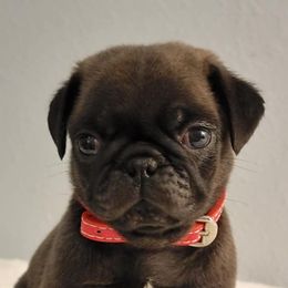 French Bulldogs and Pugs from SFLK